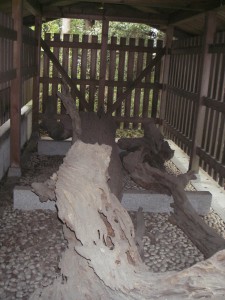 ⑤おのころ島神社　＿束田